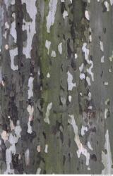 Tree Bark